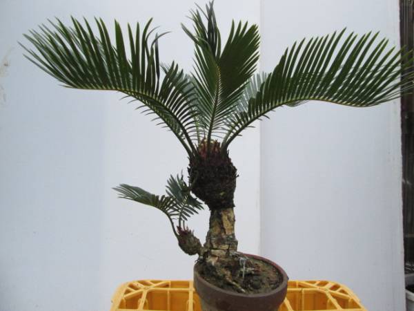 ソテツ revoluta Cycas | Cycadaceae revoluta) (Cycas Thailand AHEAD