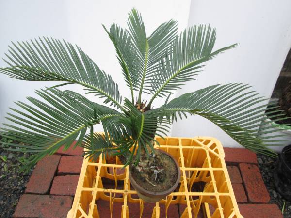 ソテツ revoluta Cycas | Cycadaceae revoluta) (Cycas Thailand AHEAD