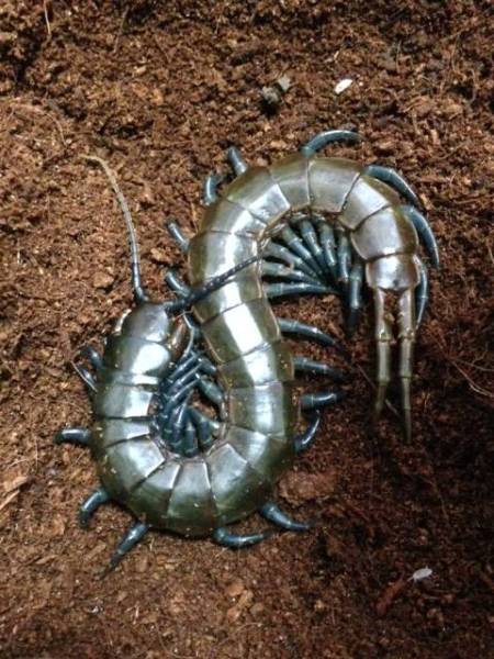 ★☆ケニアブルーセンチピードCBベビー☆★3頭セット!!