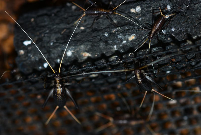 スズムシの幼虫　40匹+α　No.1_1