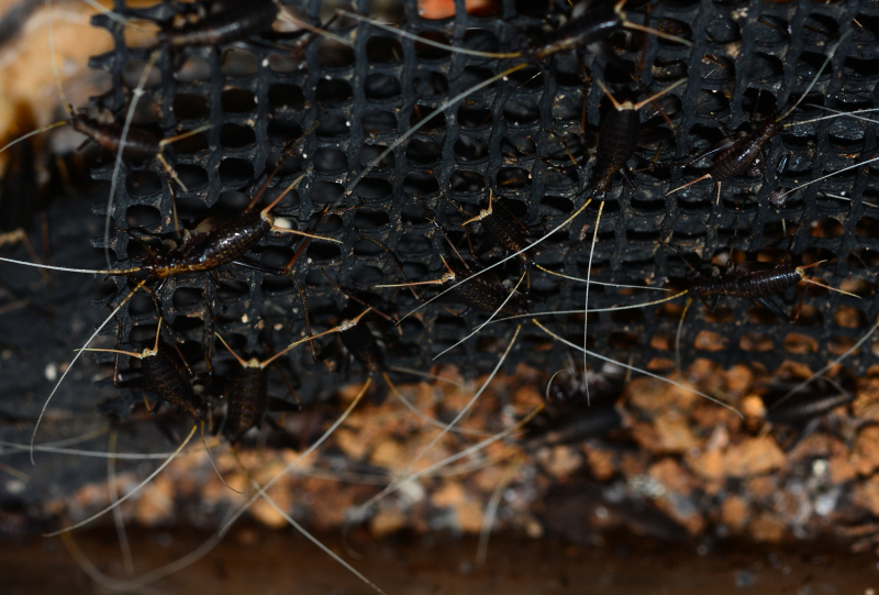 スズムシの幼虫　40匹+α　No.1_2