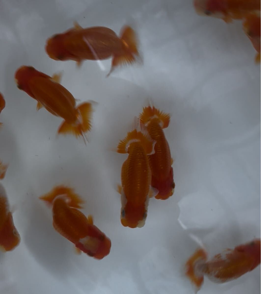 510らんちゅう当歳14匹セット②_3