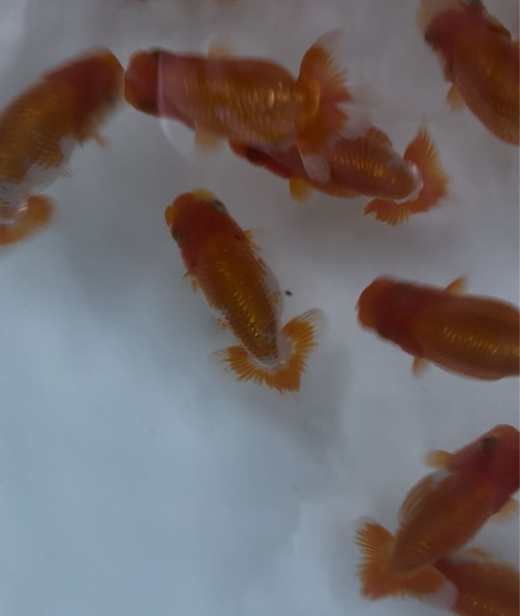 510らんちゅう当歳14匹セット②_4