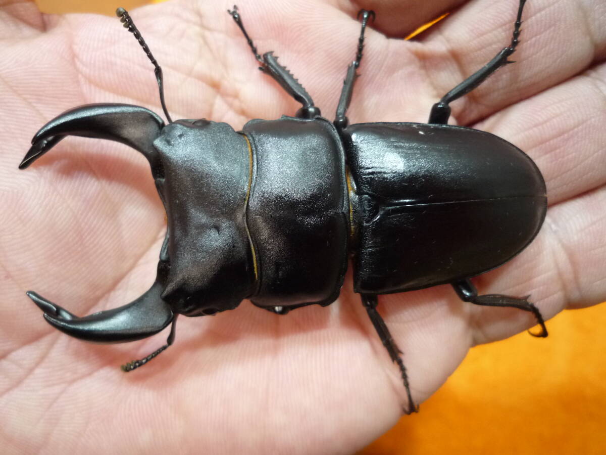 【パンザー】　北峰ホペイ ペア ②_1