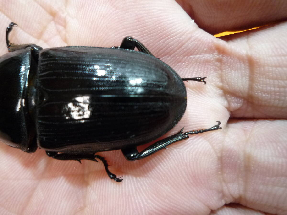 【パンザー】　北峰ホペイ ペア ②_4