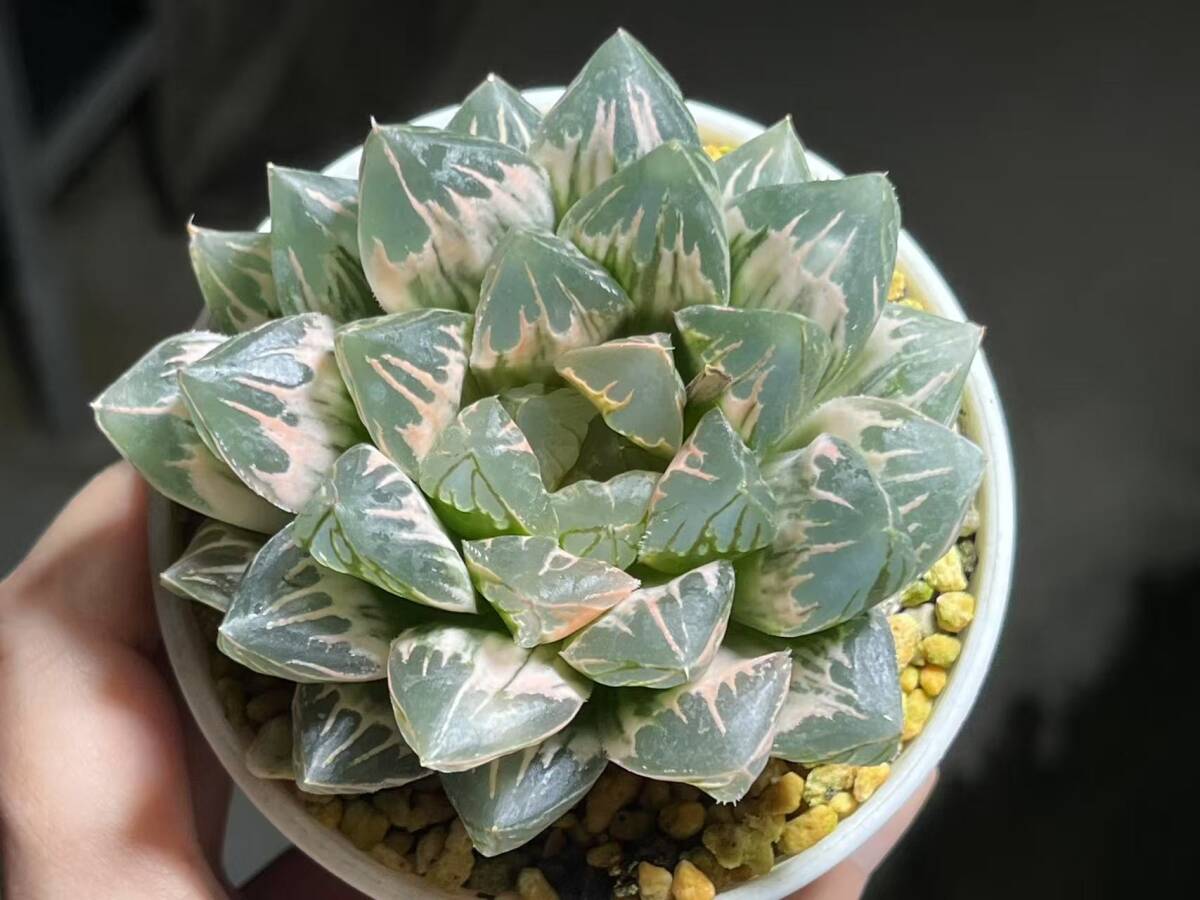 花水晶　糊斑 D69 特選 ハオルチア ハオルシア ピンクの花水晶糊斑錦 糊斑 斑入り