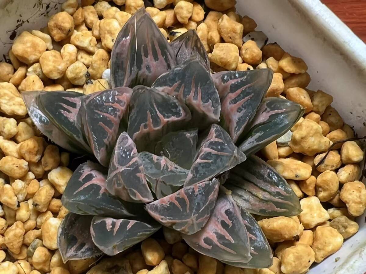 D69 特選 ハオルチア ハオルシア ピンクの花水晶糊斑錦 糊斑 斑入り