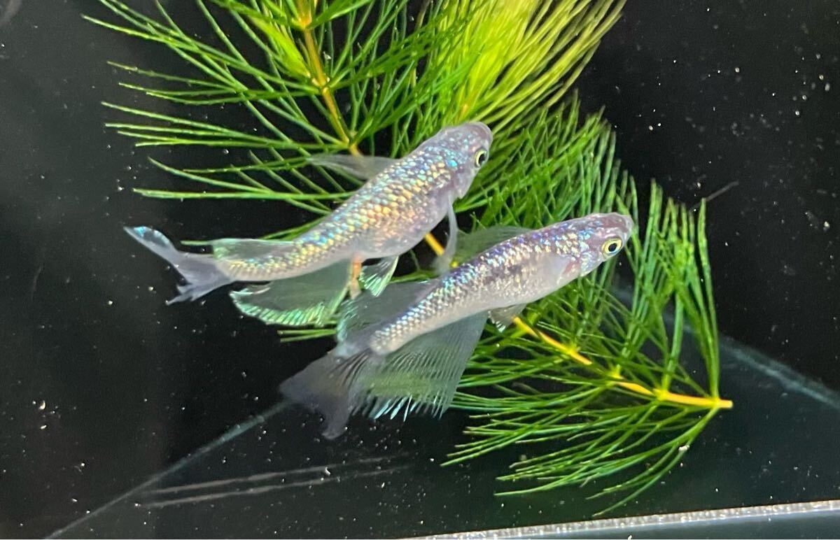 ペガサスめだか　有精卵10個＋α 検索用:（Fuji aqua green フジアクアグリーン　ブルー　レア　たまご　ヒレ光　飛輪　ヒリン　金閣　）_1