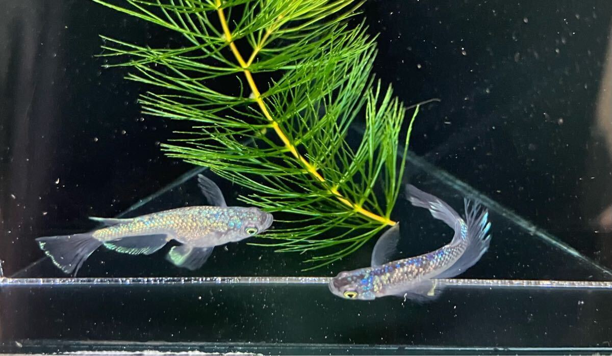 ペガサスめだか　有精卵10個＋α 検索用:（Fuji aqua green フジアクアグリーン　ブルー　レア　たまご　ヒレ光　飛輪　ヒリン　金閣　）_4