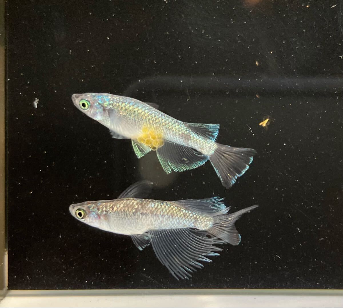 ペガサスめだか　有精卵10個＋α 検索用:（Fuji aqua green フジアクアグリーン　ブルー　レア　たまご　ヒレ光　飛輪　ヒリン　金閣　）_7