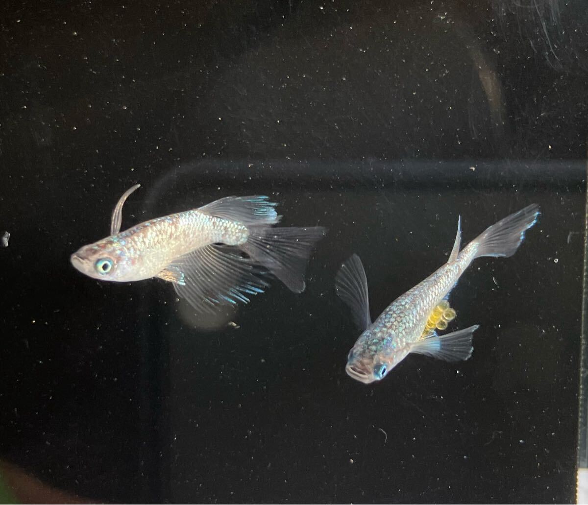 ペガサスめだか　有精卵10個＋α 検索用:（Fuji aqua green フジアクアグリーン　ブルー　レア　たまご　ヒレ光　飛輪　ヒリン　金閣　）_8
