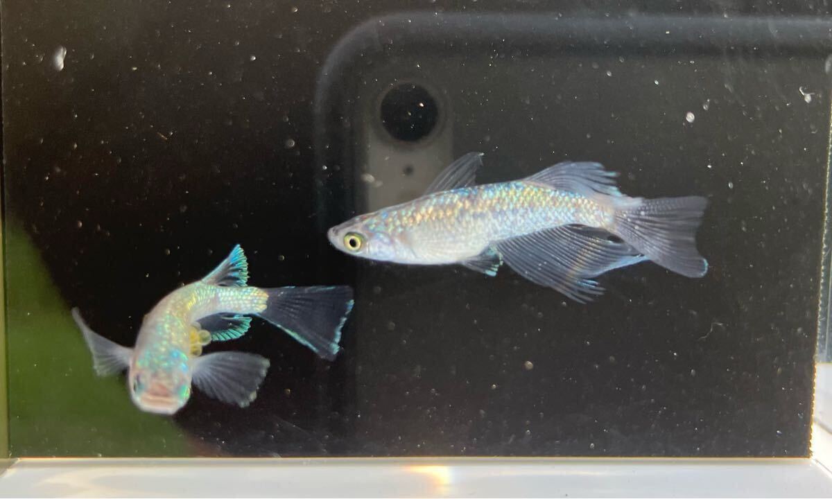 ペガサスめだか　有精卵10個＋α 検索用:（Fuji aqua green フジアクアグリーン　ブルー　レア　たまご　ヒレ光　飛輪　ヒリン　金閣　）_9