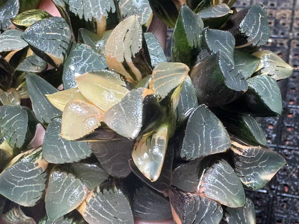 C54 多肉植物 ハオルチア 花影錦 糊斑 斑入り 鮮明錦 極上株 超美品 10