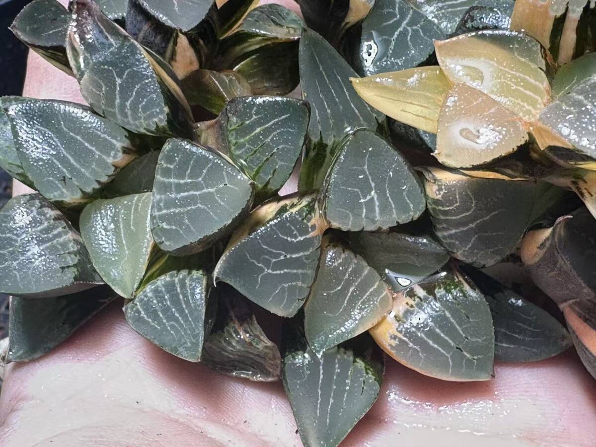 C54 多肉植物 ハオルチア 花影錦 糊斑 斑入り 鮮明錦 極上株 超美品 10
