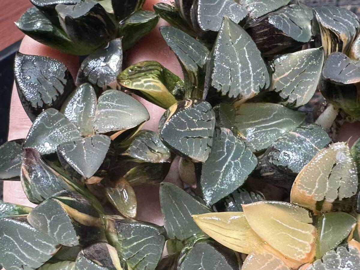 C54 多肉植物 ハオルチア 花影錦 糊斑 斑入り 鮮明錦 極上株 超美品 10