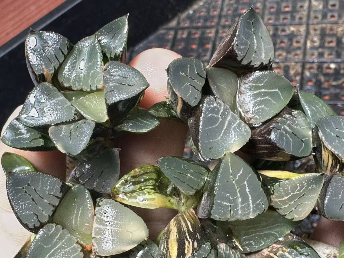 C54 多肉植物 ハオルチア 花影錦 糊斑 斑入り 鮮明錦 極上株 超美品 10