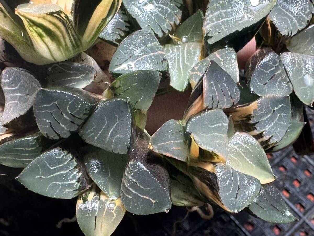 C54 多肉植物 ハオルチア 花影錦 糊斑 斑入り 鮮明錦 極上株 超美品 10