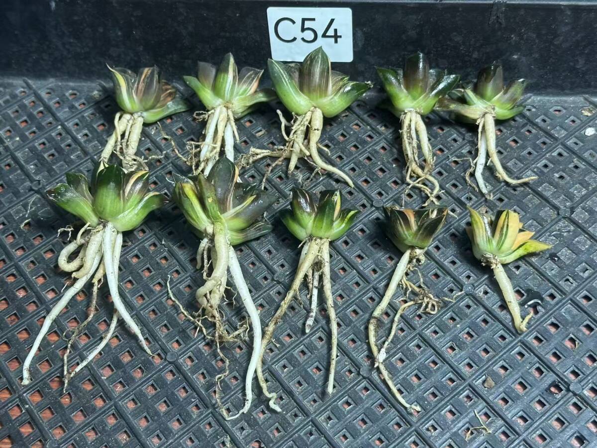 C54 多肉植物 ハオルチア 花影錦 糊斑 斑入り 鮮明錦 極上株 超美品 10