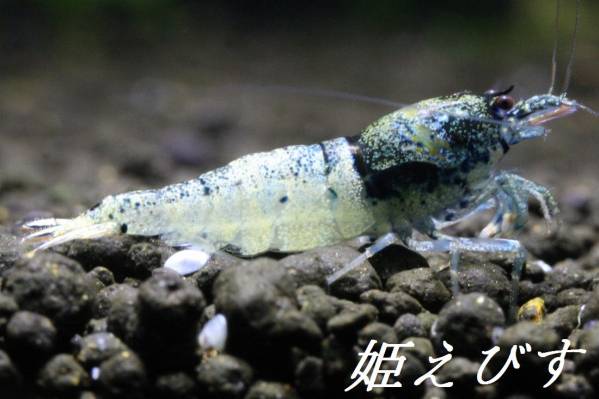 姫えびす　クラウドターコイズ５匹セット（♀３、♂２）