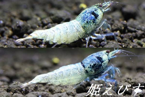 姫えびす　クラウドターコイズ５匹セット（♀３、♂２）