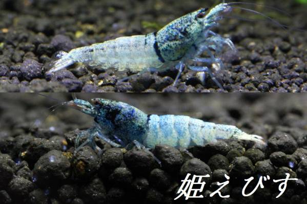 姫えびす　クラウドターコイズ５匹セット（♀３、♂２）