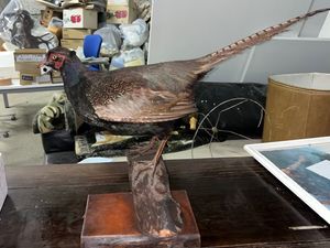 キジ 剥製の値段と価格推移は？｜8件の売買データからキジ 剥製の価値