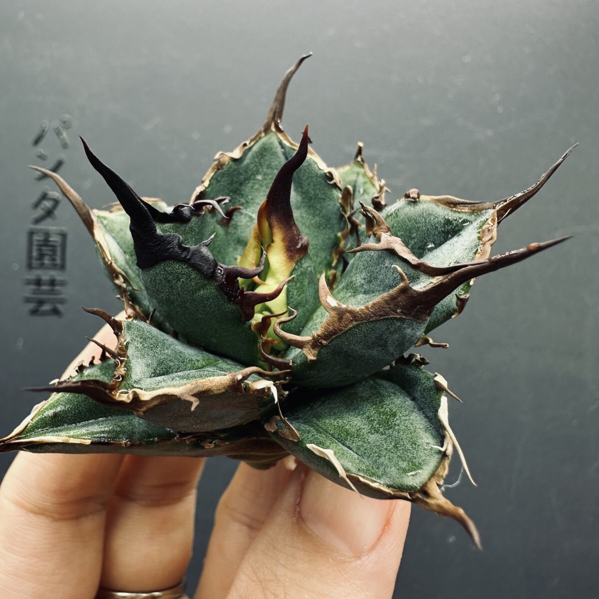 アガベ緑犀牛の値段と価格推移は？｜40件の売買データからアガベ緑犀牛の価値がわかる。販売や買取価格の参考にも。