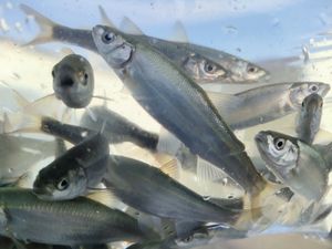 【お得用】釣りエサ用　ウグイ銀兵100匹　ギンペイ銀平釣り餌