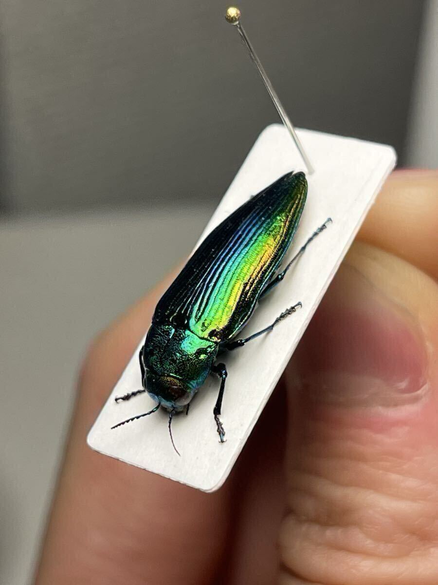 珍品！発色抜群 スハンダエオウサマムカシタマムシ 玉虫 標本 世界の