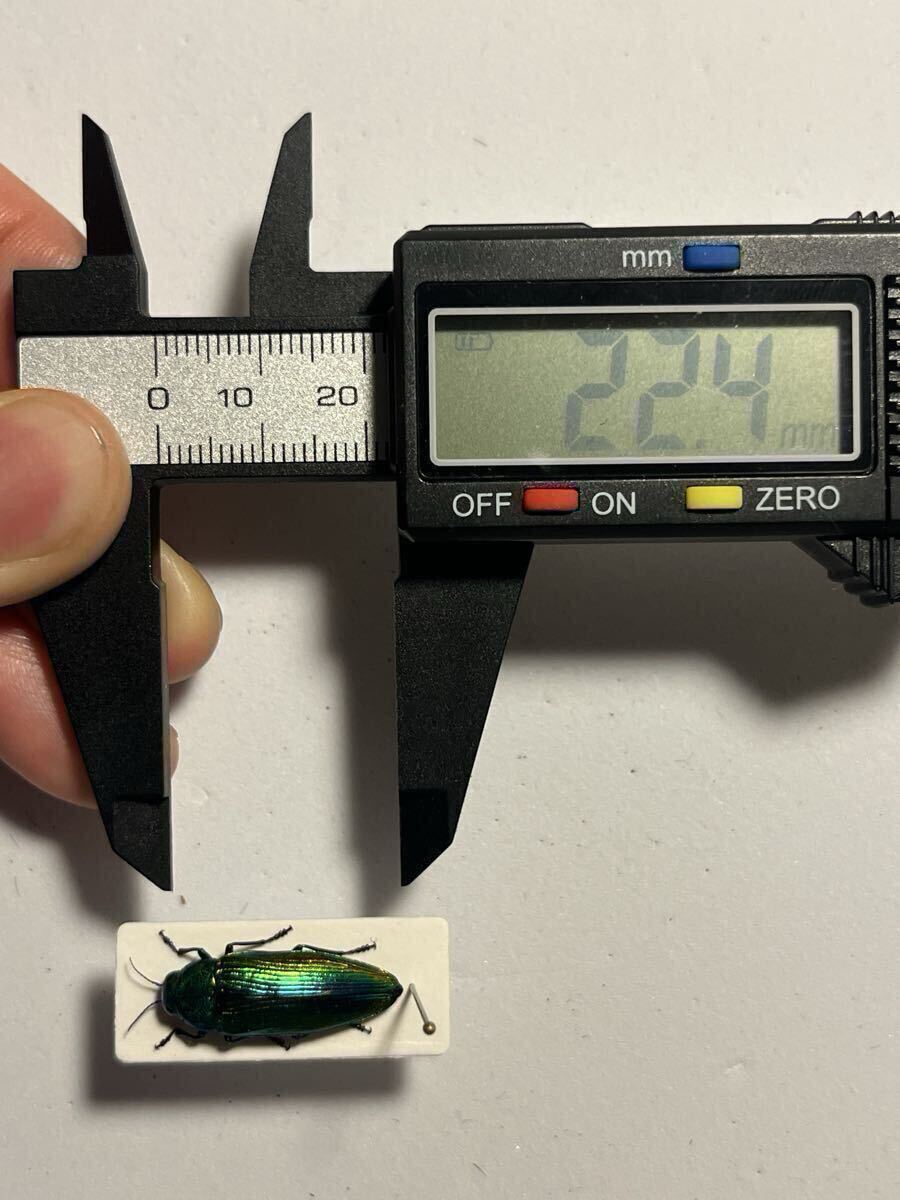 青玉虫最高峰】エゾアオタマムシ Bigサイズ 昆虫標本 コブハムシ