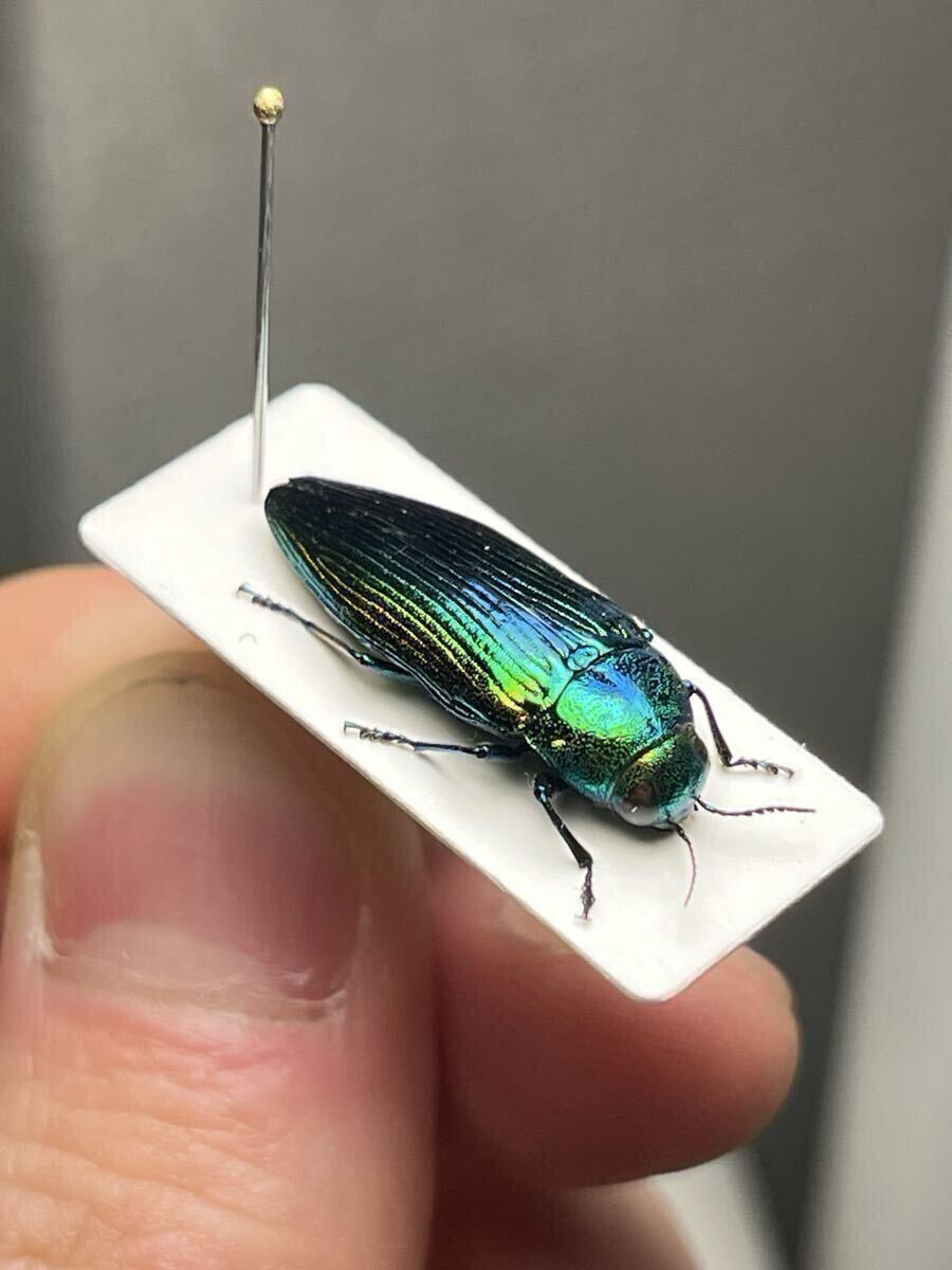 青玉虫最高峰】エゾアオタマムシ Bigサイズ 昆虫標本 コブハムシ