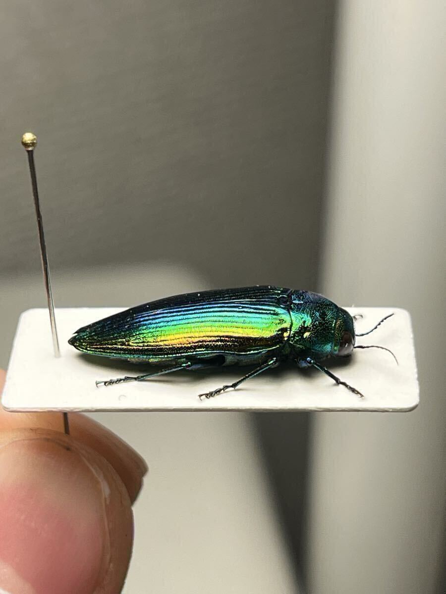 珍品！発色抜群 スハンダエオウサマムカシタマムシ 玉虫 標本 世界の