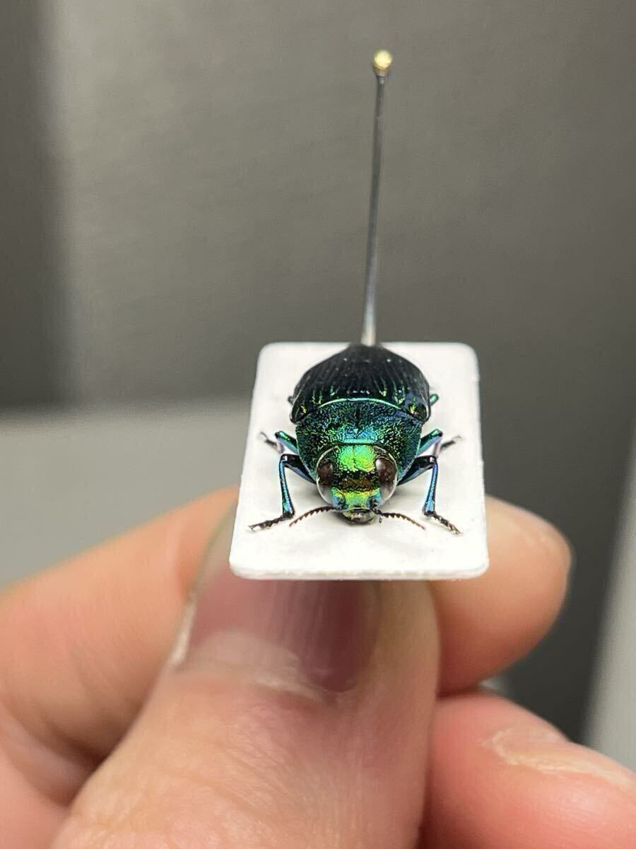 珍品！発色抜群 スハンダエオウサマムカシタマムシ 玉虫 標本 世界の