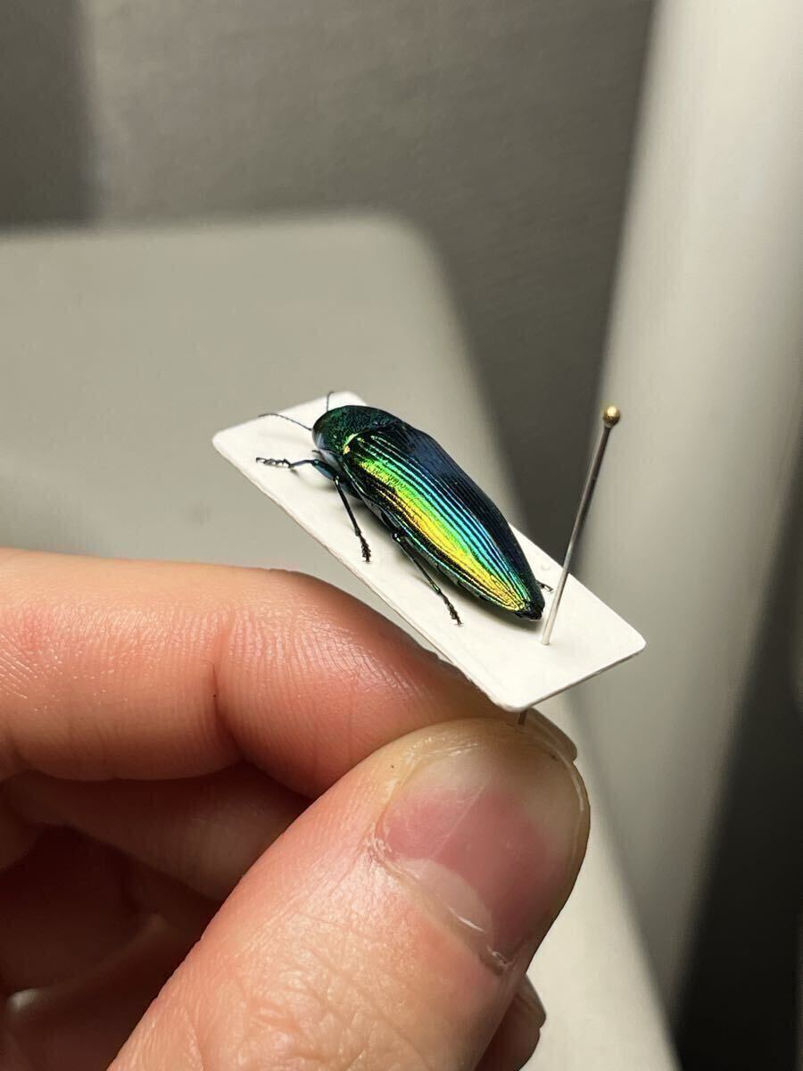 青玉虫最高峰】エゾアオタマムシ Bigサイズ 昆虫標本 コブハムシ