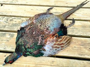 キジ 剥製の値段と価格推移は？｜7件の売買データからキジ 剥製の価値