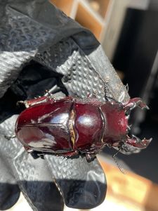 赤 レギウス ♀の値段と価格推移は？｜136件の売買データから赤