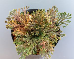 イワヒバの値段と価格推移は？｜27件の売買データからイワヒバの価値が