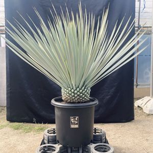 ロストラータの値段と価格推移は？｜133件の売買データから