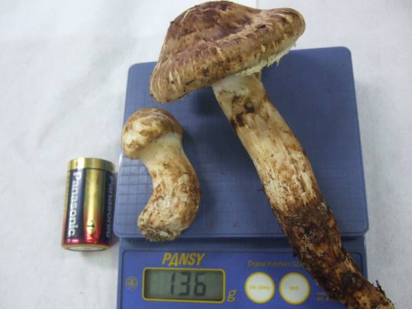 山陰まつたけ★天然★１３６ｇ★大きい★良い香り