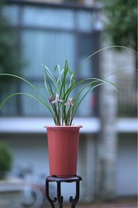 春蘭 日本春蘭のYahoo!オークション(旧ヤフオク!)の相場・価格を見る