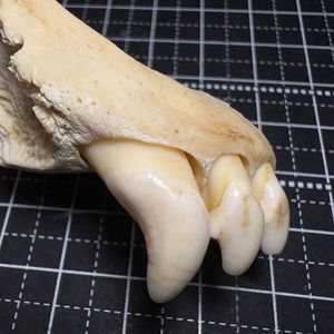熊 牙の値段と価格推移は？｜4件の売買データから熊 牙の価値がわかる