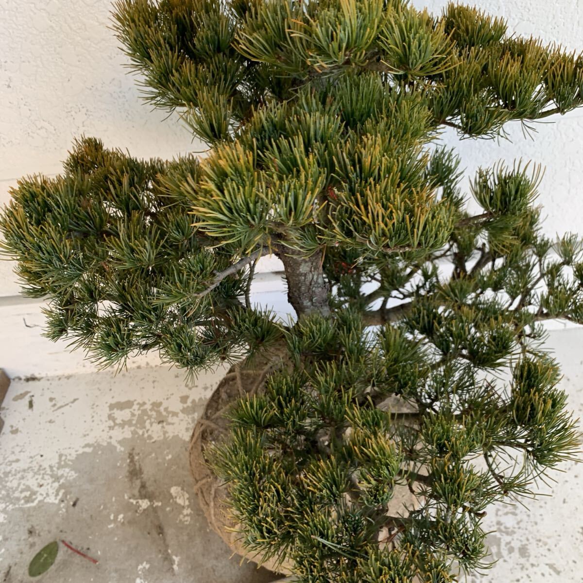 仕立て物 ゴヨウマツ 約80cm【五葉松/姫小松/盆栽/黒松/庭木/生垣/根巻
