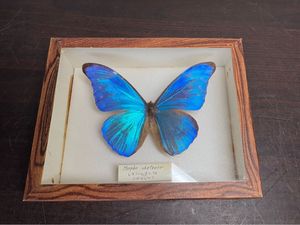 希少　蝶々の羽根を貼り合わせた作品　ブラジル ブラジル モルフォ蝶の値段と価格推移は？｜5件の売買データから