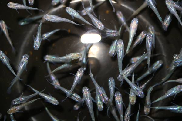 【浜名めだか】 画像の虹孔雀 30匹