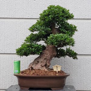 さつき 盆栽 値段 サツキ盆栽 皐月 高さ約56cm 観賞用 盆栽鉢付き サツキ