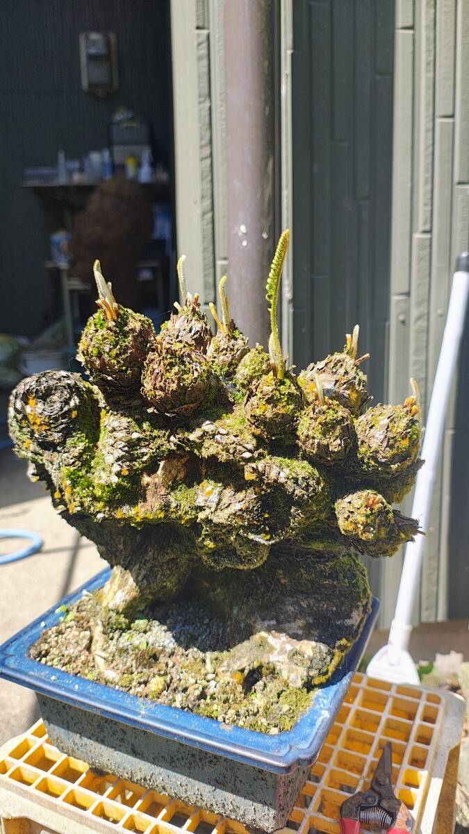 変形型獅子ソテツ 奄美大島産蘇鉄(観葉植物)｜売買されたオークション