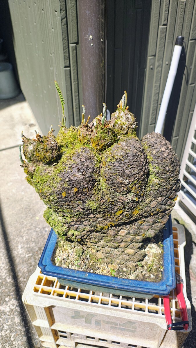 変形型獅子ソテツ 奄美大島産蘇鉄(観葉植物)｜売買されたオークション