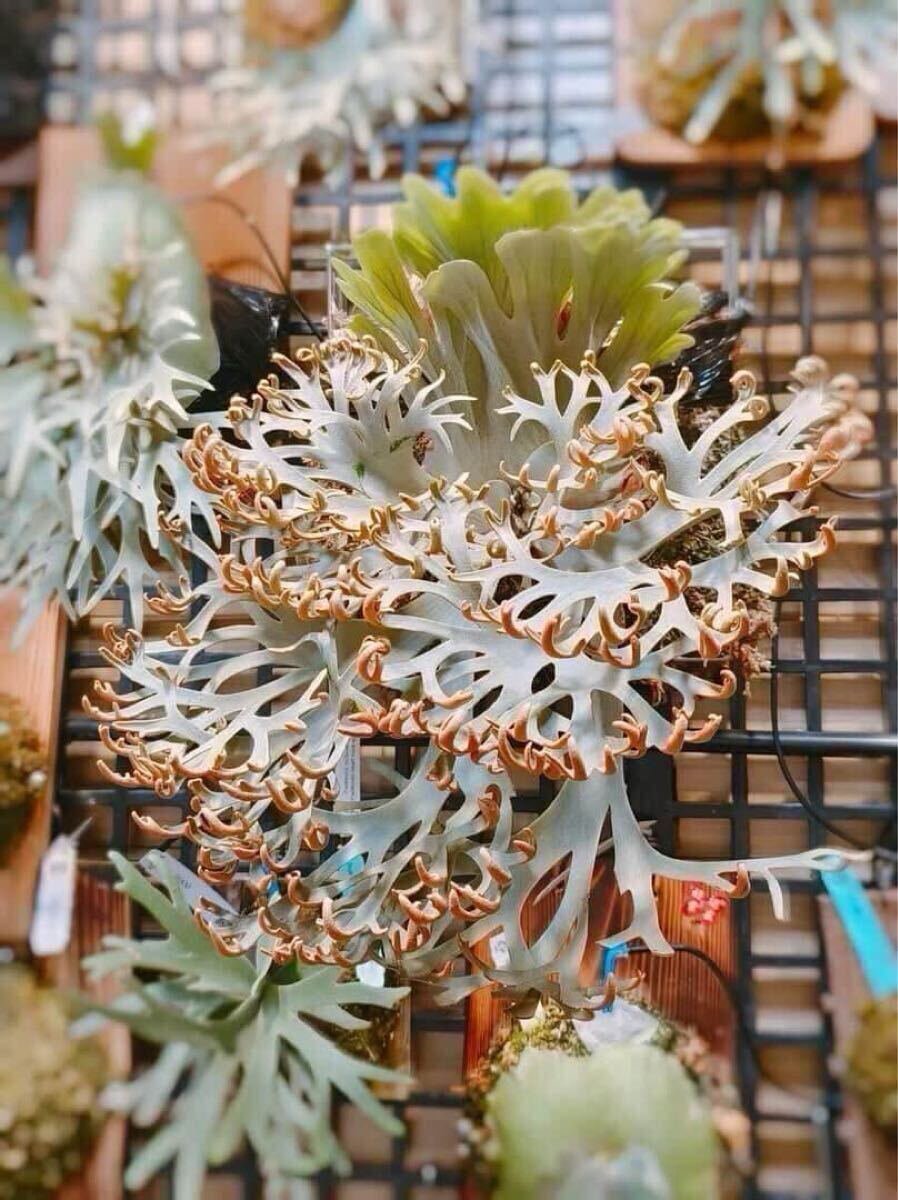 p.willinckii snow sporelingビカクシダ09(ビカクシダ、コウモリラン