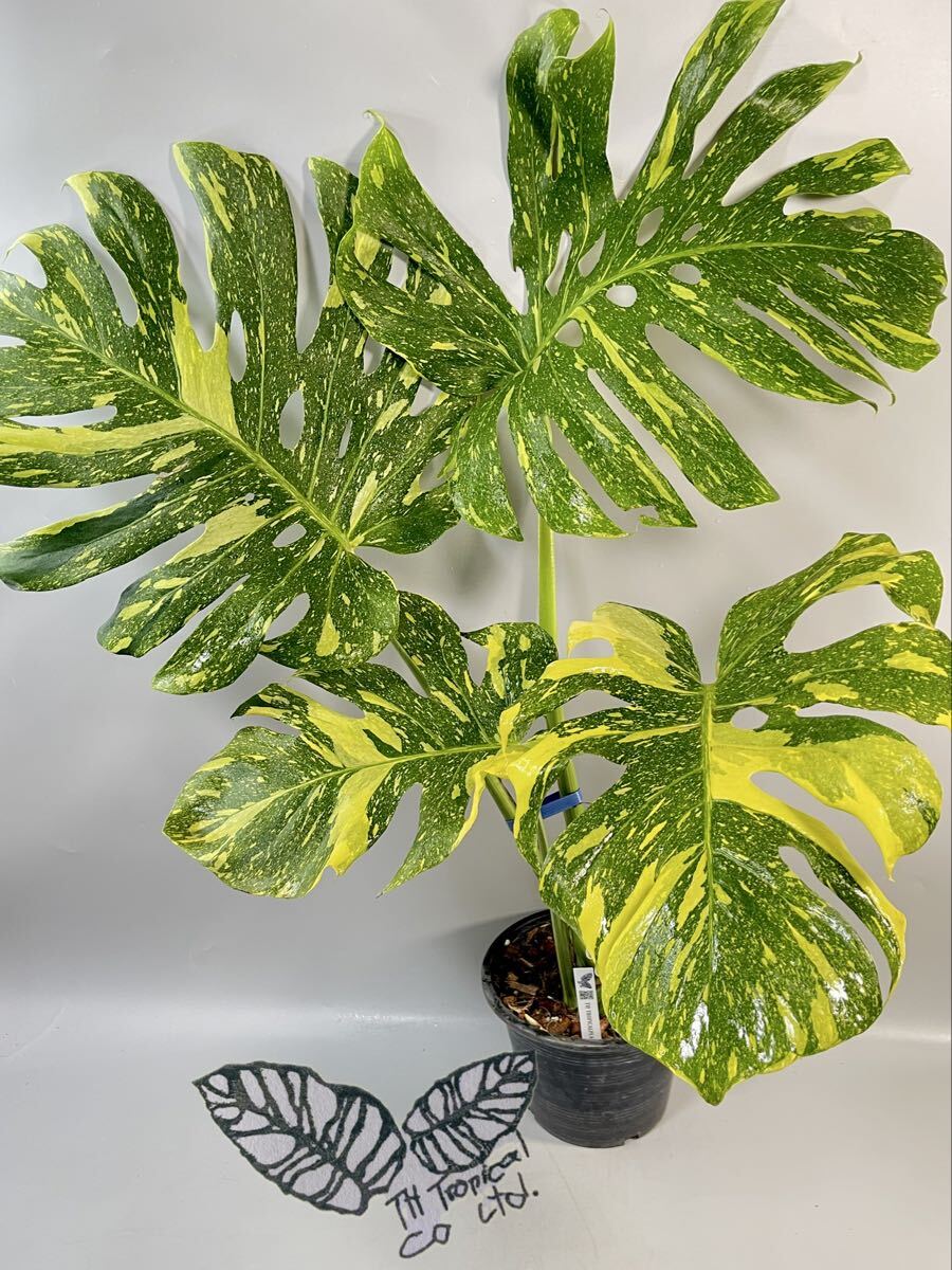 746」BIG! 約70cm〜 Monstera deliciosa Electrolyte KING