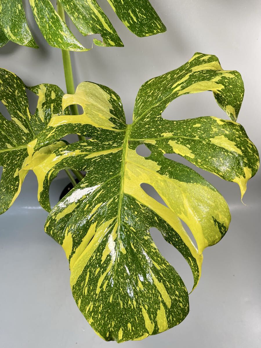 746」BIG! 約70cm〜 Monstera deliciosa Electrolyte KING